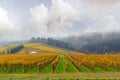 Dundee Oregon Vineyard During Fall Season