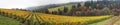 Dundee Oregon Vineyards Panorama