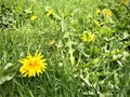 Dundelion Field in May. Royalty Free Stock Photo