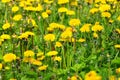 Dundelion. Meadows with Flowers. Royalty Free Stock Photo