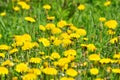 Dundelion. Meadows with Flowers. Royalty Free Stock Photo