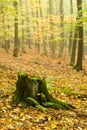 Dunderhead in the autumn forest Royalty Free Stock Photo