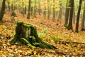 Dunderhead in the autumn forest Royalty Free Stock Photo