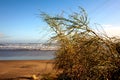 Dune in the beach on winter