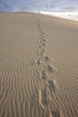 Dune du Pilat Royalty Free Stock Photo