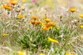 Dune flowers Royalty Free Stock Photo