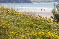 Dune flowers Royalty Free Stock Photo