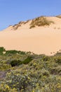 Dune, Flowers and vegetation in the beach in Almograve Royalty Free Stock Photo