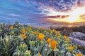 Dune flowers Royalty Free Stock Photo