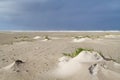 Dune forming on a stormy beach Royalty Free Stock Photo