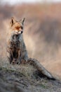 Dune Fox Royalty Free Stock Photo