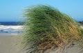 Dune grass