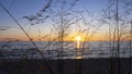 Dune grass with sunset background Royalty Free Stock Photo