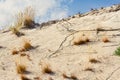 Dune with grass. Ammophila arenaria. Baltic Sea coast. Hel, Pomerania, Poland