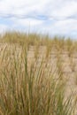 Dune grass as protection for the dune and also habitat for animals and insects Royalty Free Stock Photo