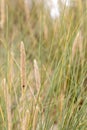 Dune grass as protection for the dune and also habitat for animals and insects Royalty Free Stock Photo