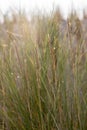 Dune grass as protection for the dune and also habitat for animals and insects Royalty Free Stock Photo