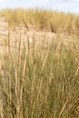 Dune grass as protection for the dune and also habitat for animals and insects Royalty Free Stock Photo