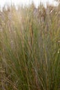 Dune grass as protection for the dune and also habitat for animals and insects Royalty Free Stock Photo