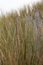 Dune grass as protection for the dune and also habitat for animals and insects Royalty Free Stock Photo