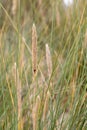 Dune grass as protection for the dune and also habitat for animals and insects Royalty Free Stock Photo