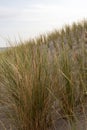 Dune grass as protection for the dune and also habitat for animals and insects Royalty Free Stock Photo