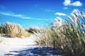 Dune grass at the beach of Skagen, the northern top of Denmar Royalty Free Stock Photo