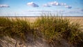 Dune grass on the beach of St. Peter Ording Royalty Free Stock Photo