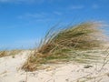 Dune grass with blue sky