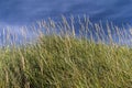 Dune Grass. Cata Sand, Sanday, Orkney, Scotland