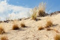 Dune with grass. Ammophila arenaria. Baltic Sea coast. Hel, Pomerania, Poland