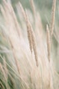 Dune Grass Closeup in the Wind Royalty Free Stock Photo