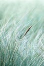 Mint Green Dune Grass