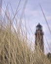 Dune grass with lighthouse in the background near Prerow, Fischland-Darss-Zingst