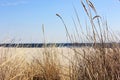 Dune grass with the ocean in the background