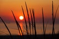 Dune grass silhouette - Michigan Sunset Royalty Free Stock Photo