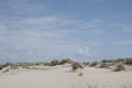 Dune grass sways in the breeze under a blue sky