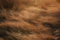 Dune Grass in the Wind 2