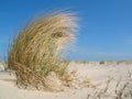 Dune grass in the wind