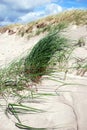 Dune grass in the wind