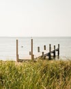 Dune grasses and small dock, on Fire Island, New York