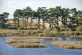 Dune lake and pine trees