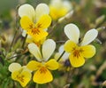 Dune Pansy