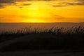 Dune Reeds Blowing at Sunset Royalty Free Stock Photo