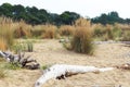 dune sand grass on the beach Royalty Free Stock Photo