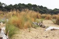 dune sand grass on the beach Royalty Free Stock Photo