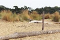 dune sand grass on the beach