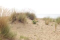 dune sand grass on the beach Royalty Free Stock Photo