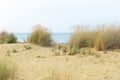 dune sand grass on the beach Royalty Free Stock Photo