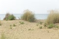 dune sand grass on the beach Royalty Free Stock Photo